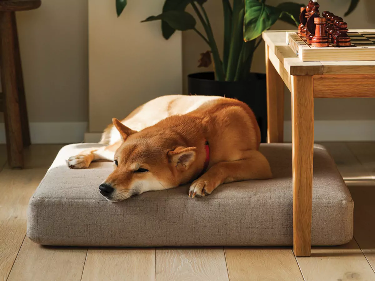 A dog resting on a cushion atop a wooden floor, illustrating pet-friendly home renovation considerations.