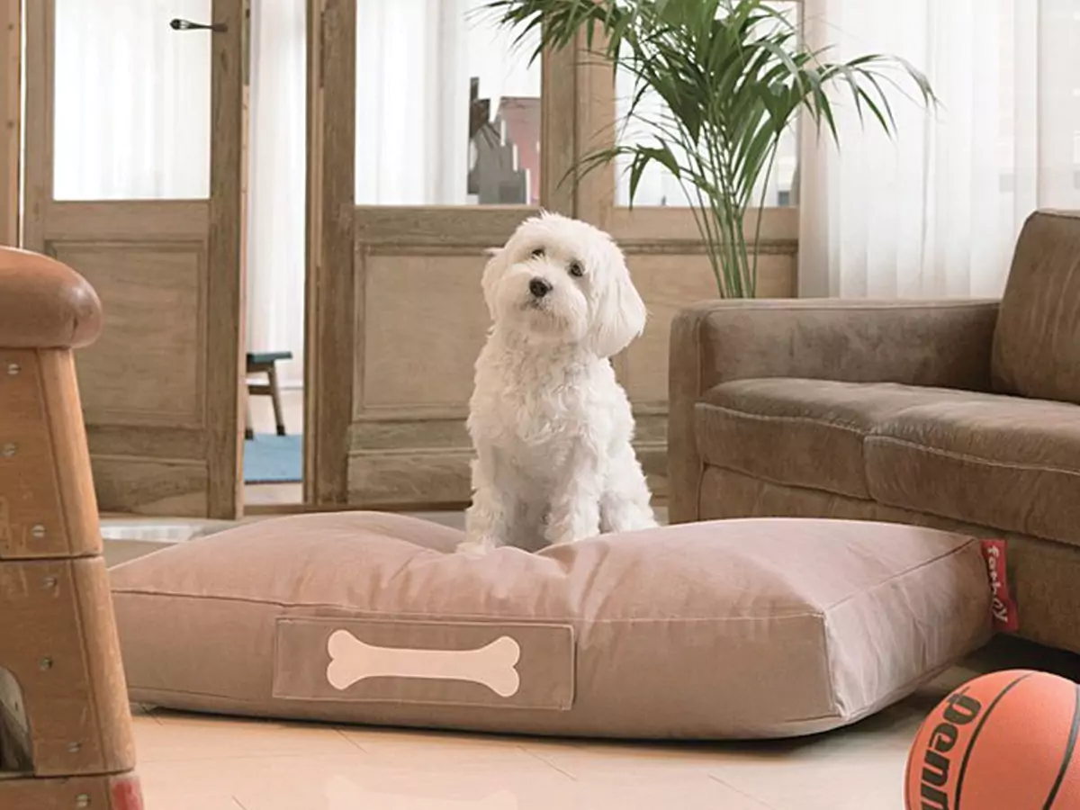 A white dog resting on a cozy dog bed in a living room, highlighting pet-friendly home renovation considerations.