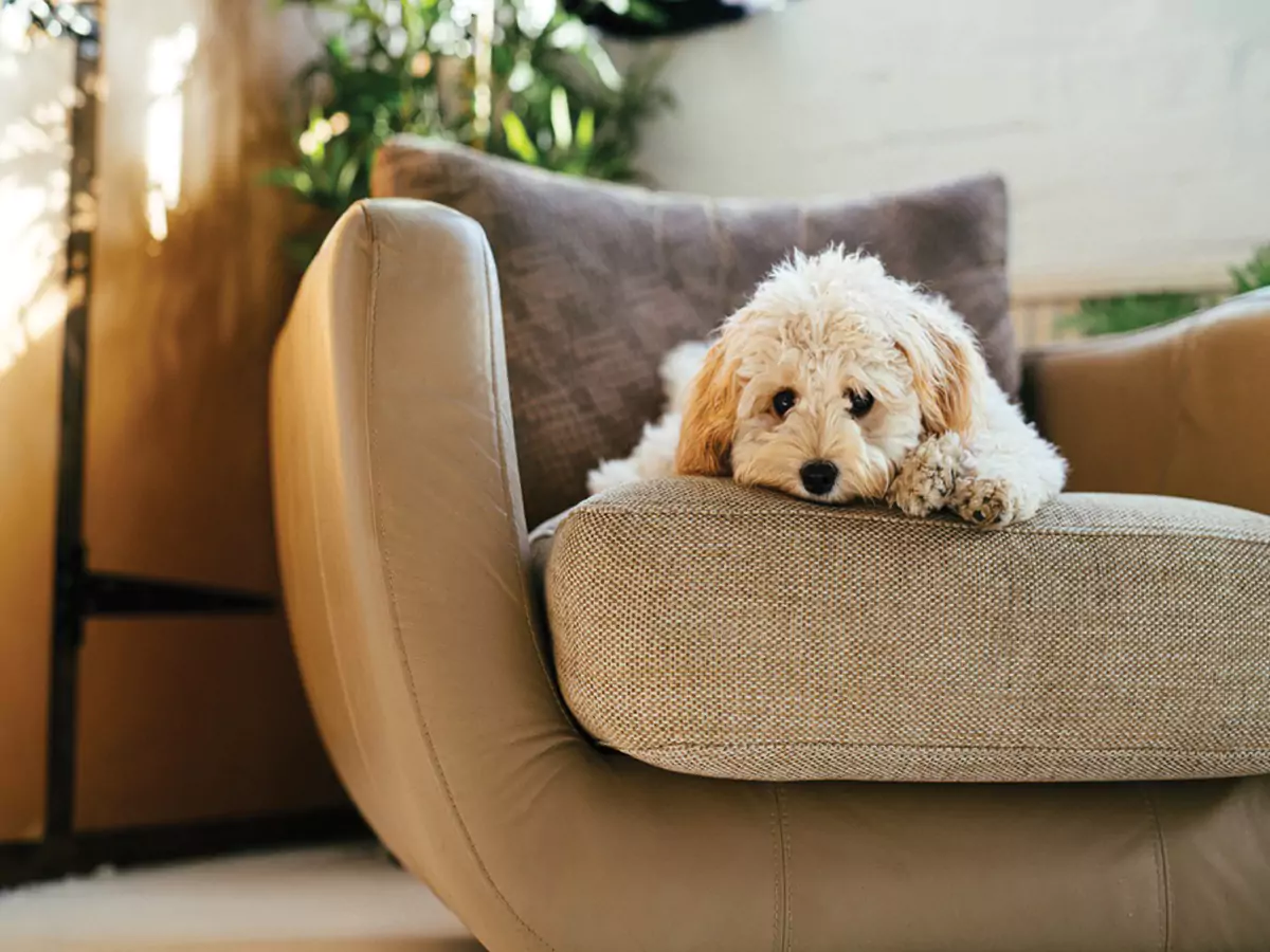 A dog resting on a chair in a cozy room, highlighting pet-friendly considerations for home renovations.