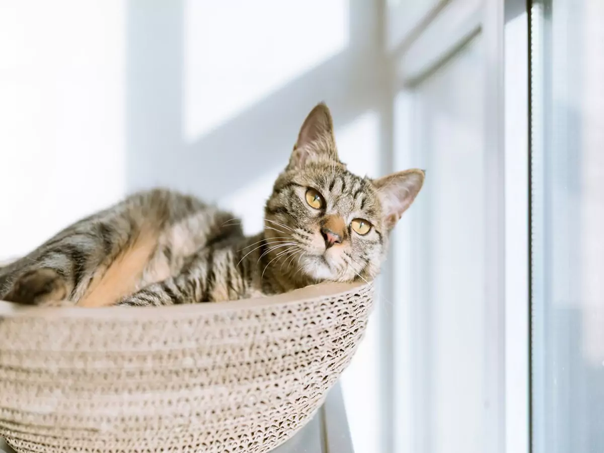 A relaxed cat lying in a basket on a window sill, emphasizing the importance of pet-friendly renovations.