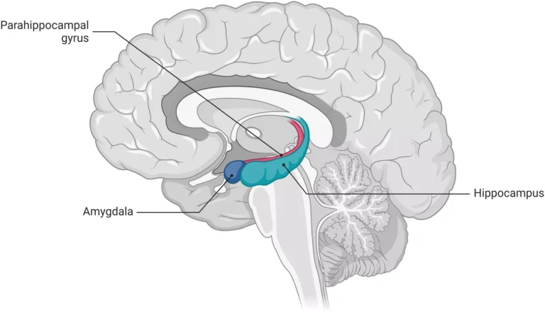 ადამიანის ტვინის ლიმბური სისტემა და ჰიპოკამპუსის როლი სივრცის აღქმაში.